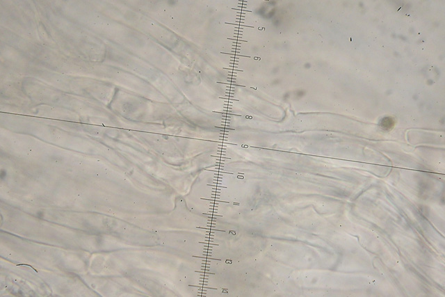 Una clitocybe prativa